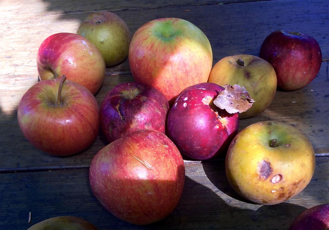 Apples top the menu at first of three fall Slow Food Pittsburgh events