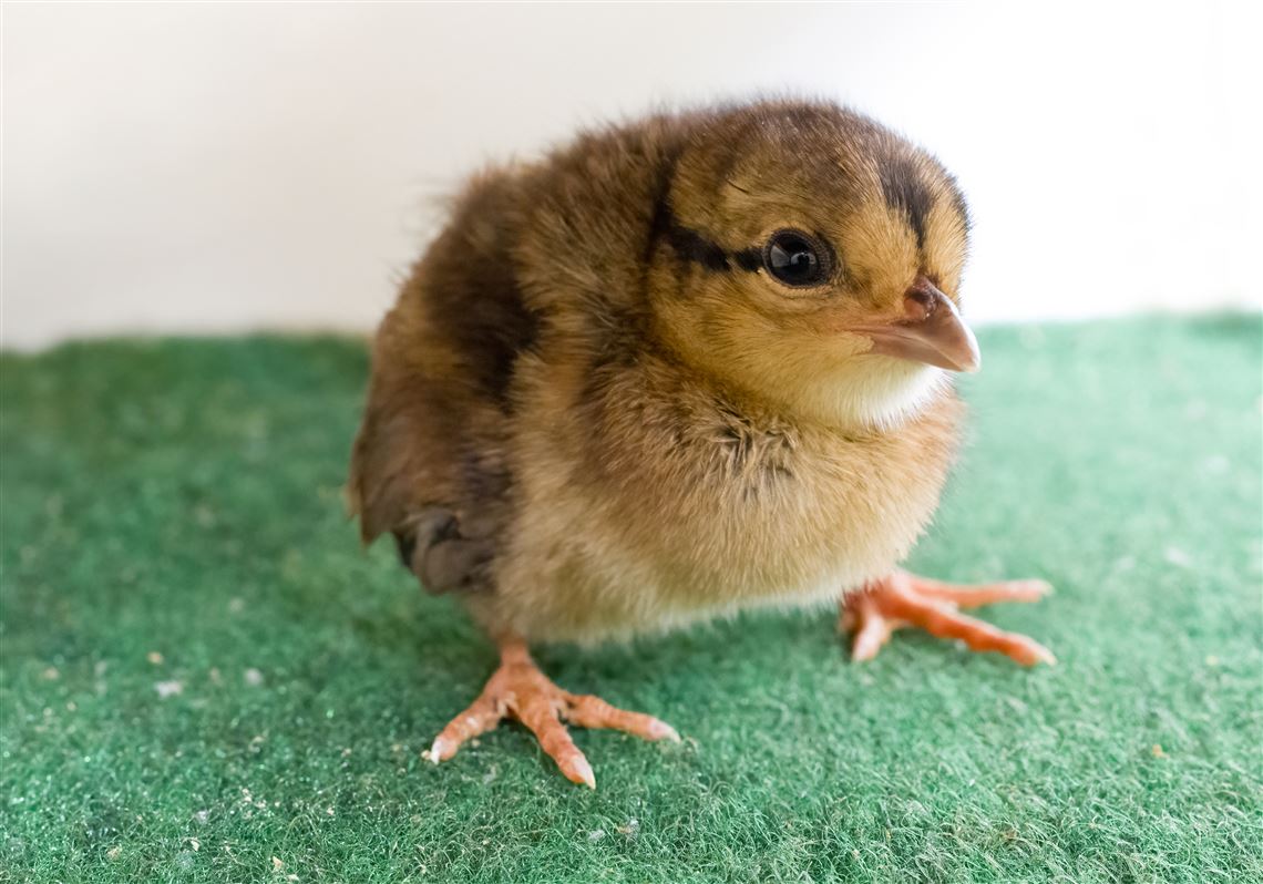 Two chicks, critically endangered in Vietnam and on African savannas, hatch  at National Aviary | Pittsburgh Post-Gazette