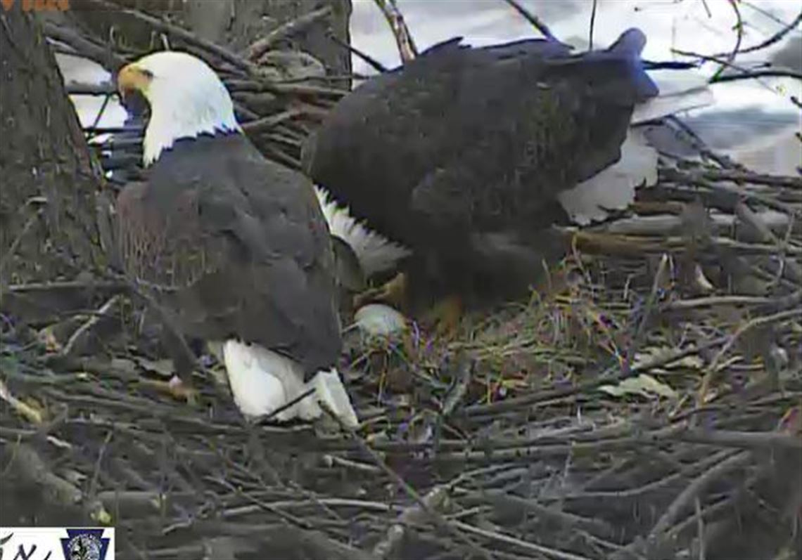 Bald eagles lay egg in Hays nest | Pittsburgh Post-Gazette