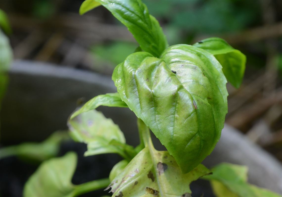 How to protect plants from fungus and weevils Pittsburgh Post