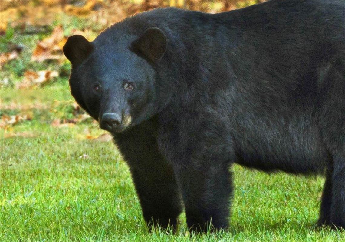 Bear season: Here's how Pennsylvania controls its largest predator