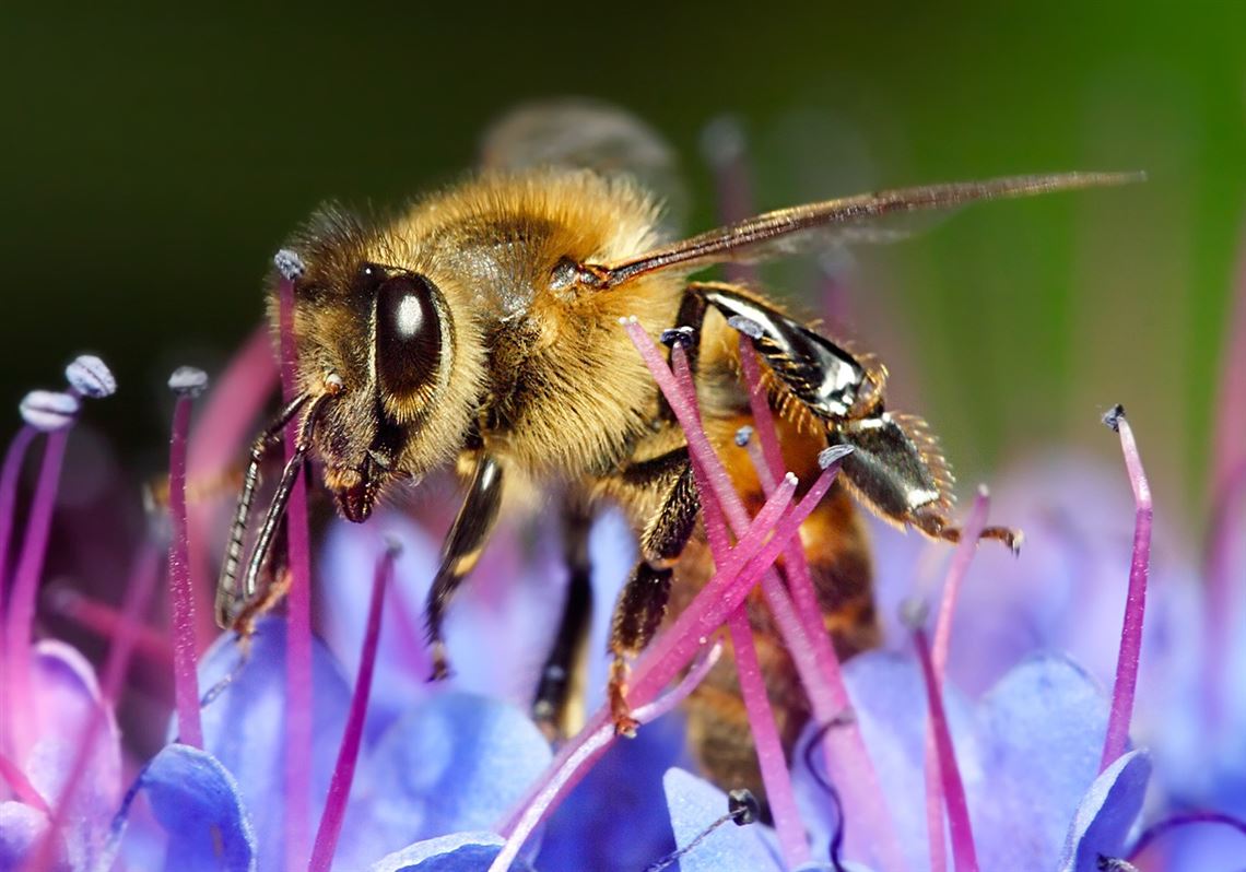Local beekeeping seminar targets amateur honey hobbyists | Pittsburgh ...