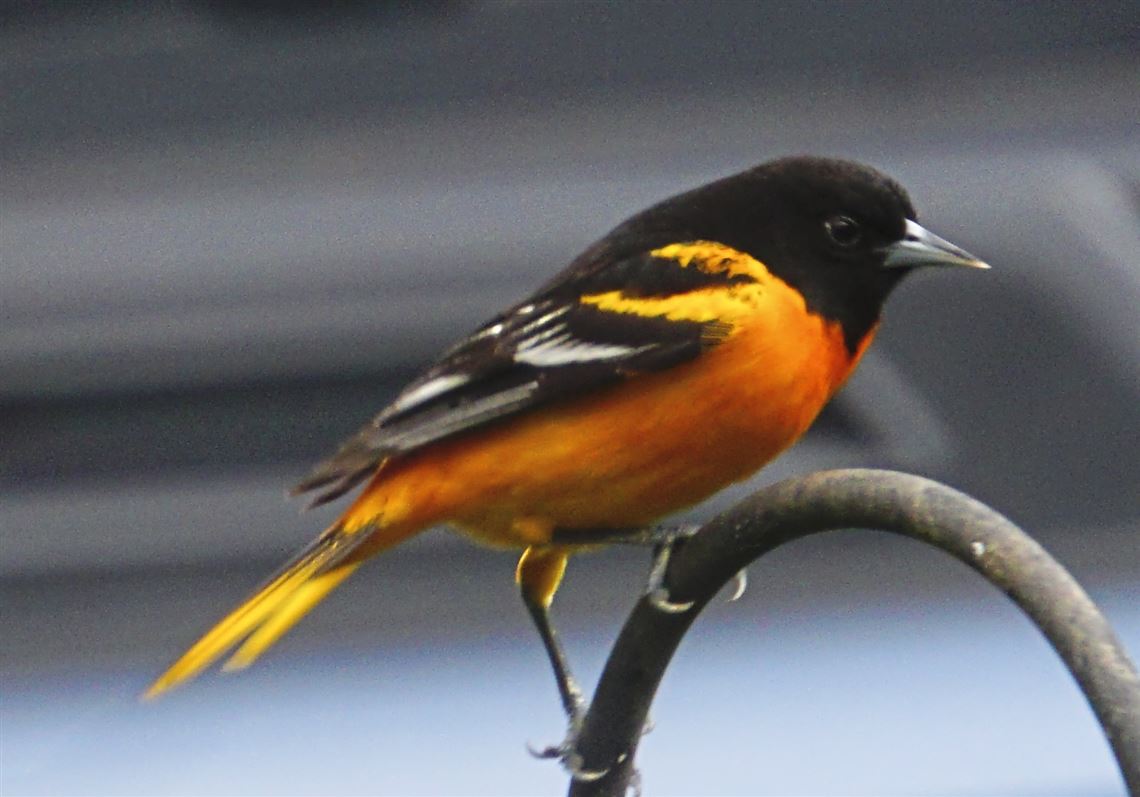 Baltimore Oriole  The Audubon Birds & Climate Change Report