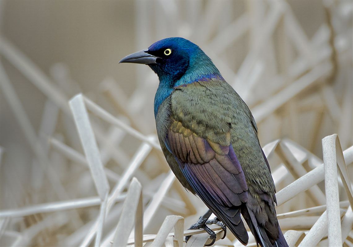 Stop feeding the birds. For now. Pittsburgh PostGazette