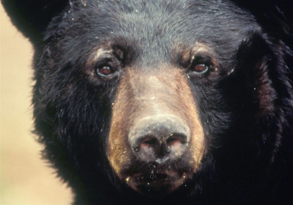 Pa. is No. 8 in deaths from animal attacks — but don't blame the bears |  Pittsburgh Post-Gazette