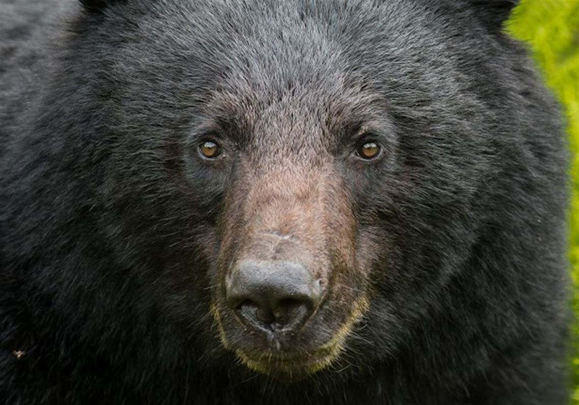 How to Prevent Bear Attacks, According to Experts