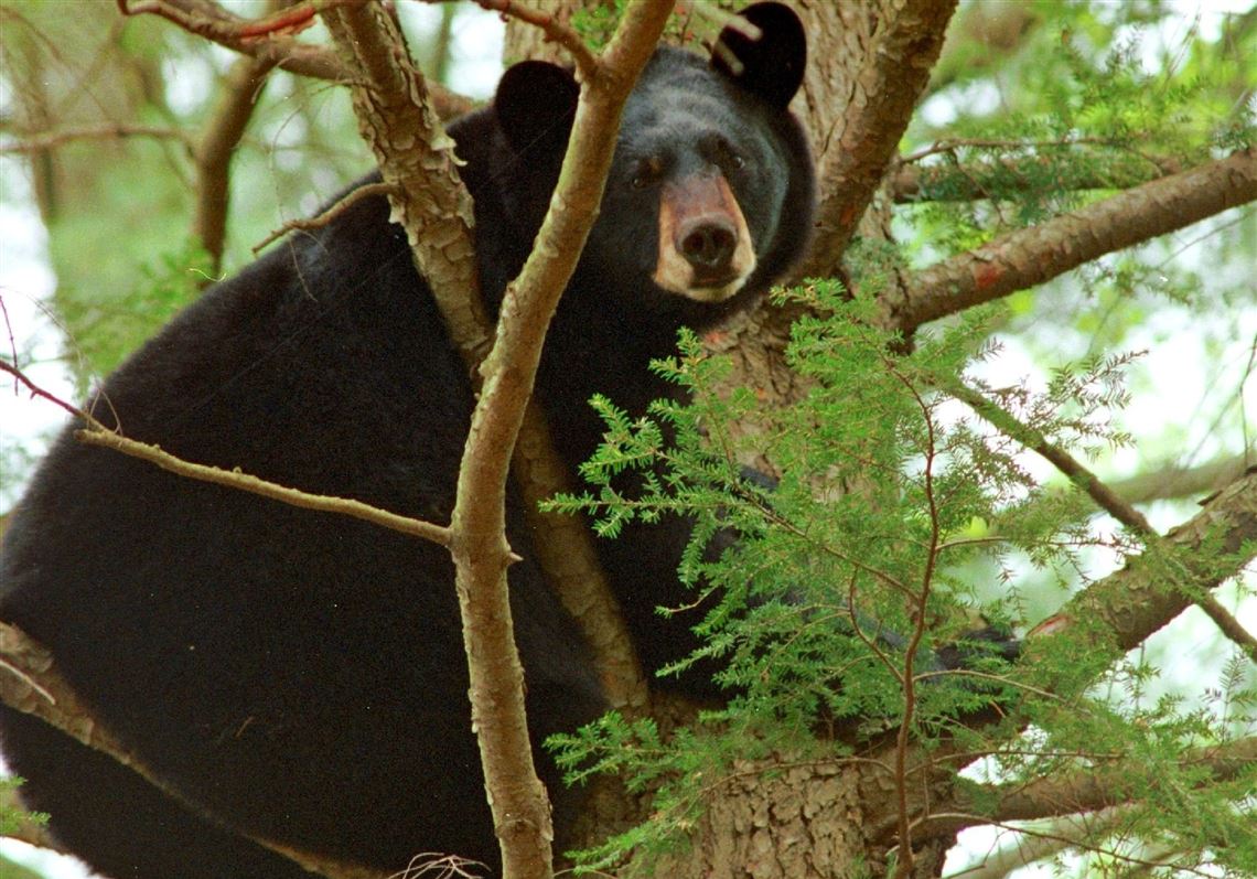 Pa. Hunters Killed Record 4,653 Black Bears In 2019 | Pittsburgh Post ...