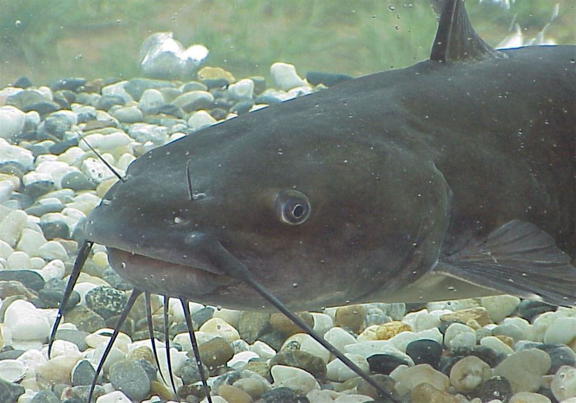 Lake Arthur angler is tuned in to catching channel catfish Pittsburgh