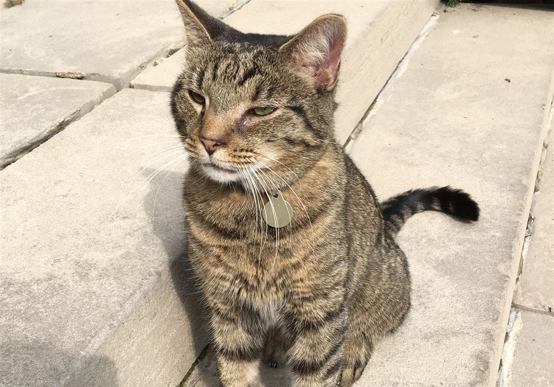 Chatham University mourns the death of their 'campus cat'