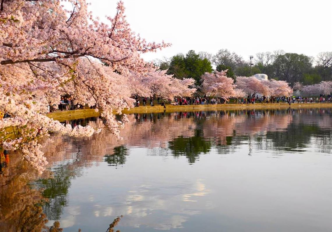 Washington D.C. National Cherry Blossom Festival blooms