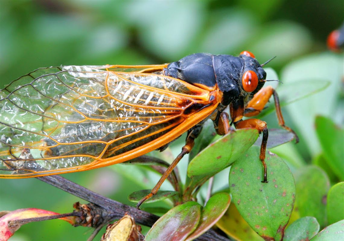 Fly tying and fishing during the coming cicada invasion | Pittsburgh  Post-Gazette