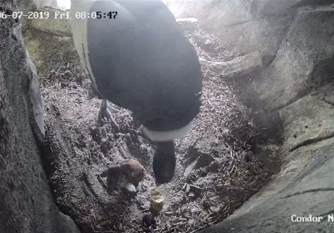Rare condor chick hatches at National Aviary