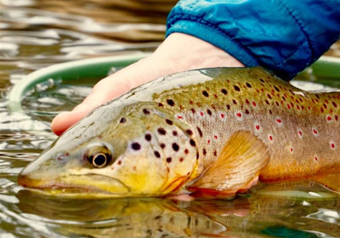 How To Take Trout From The River To The Kitchen 