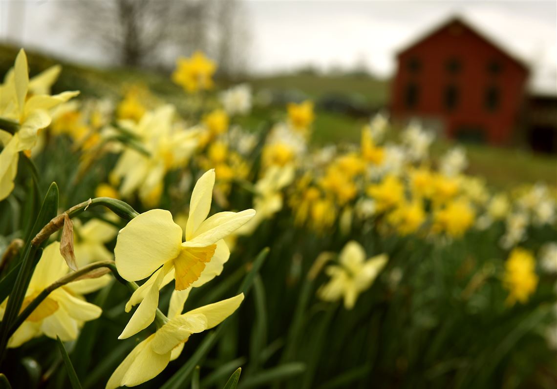 Joe Hamm's Washington County garden is a daffodil delight Pittsburgh