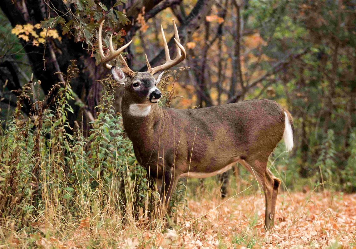 Accurately judging distance is vital to a successful hunt | Pittsburgh ...