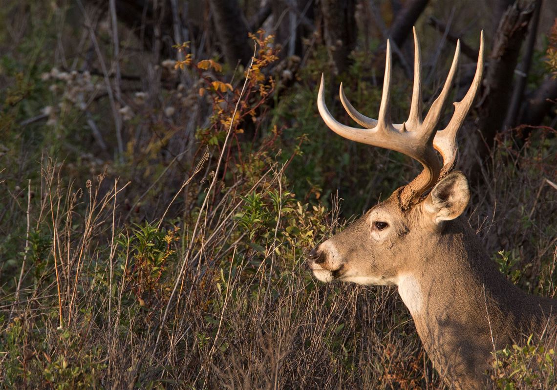 Penn State researcher defends deer antler point harvest restrictions ...