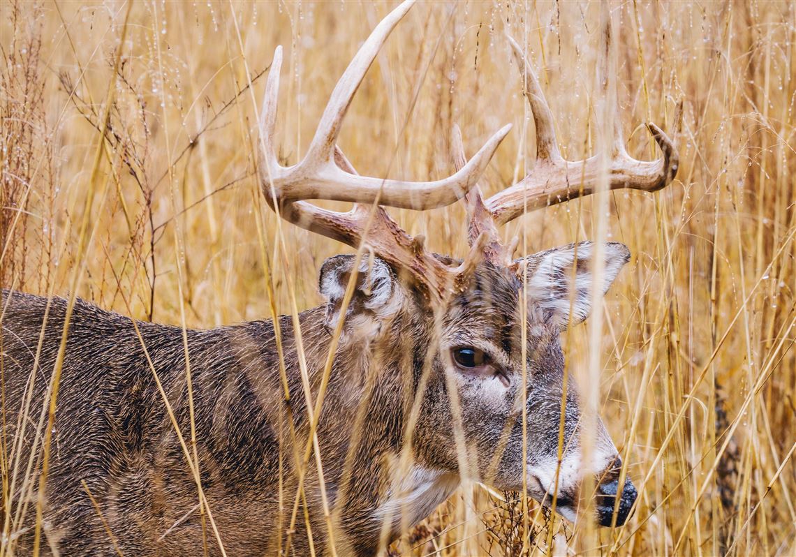 Dollars & scents Pa. deerurine farms threatened by disease