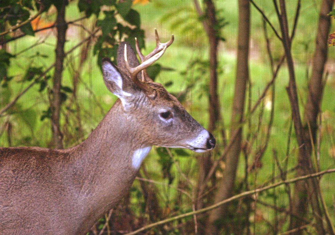 Peters residents concerned about nursery's plans to cull deer
