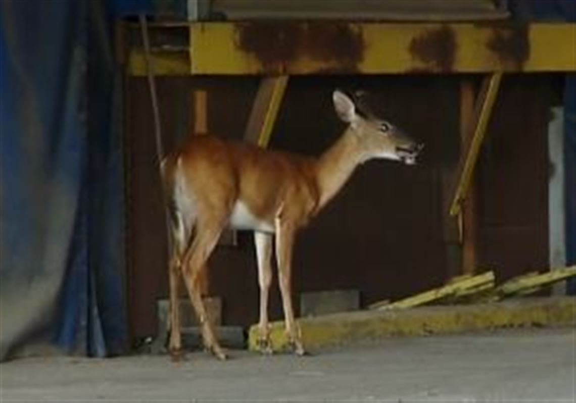 Downtown Pittsburgh deer pose problems for authorities