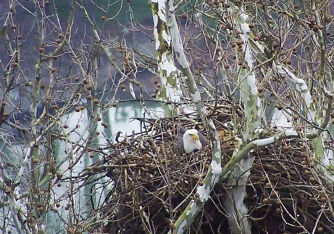 Eaglet hatches in Harmar bald eagle nest | Pittsburgh Post-Gazette