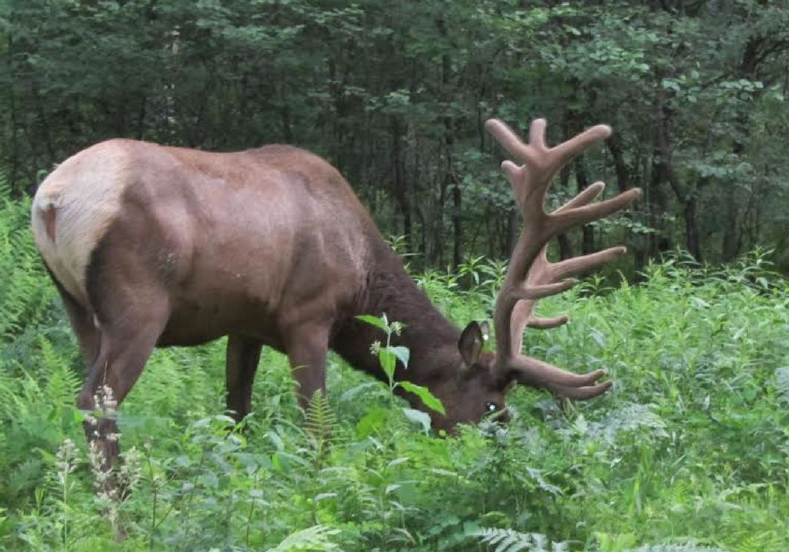 State elk herd is growing through sound conservation strategies