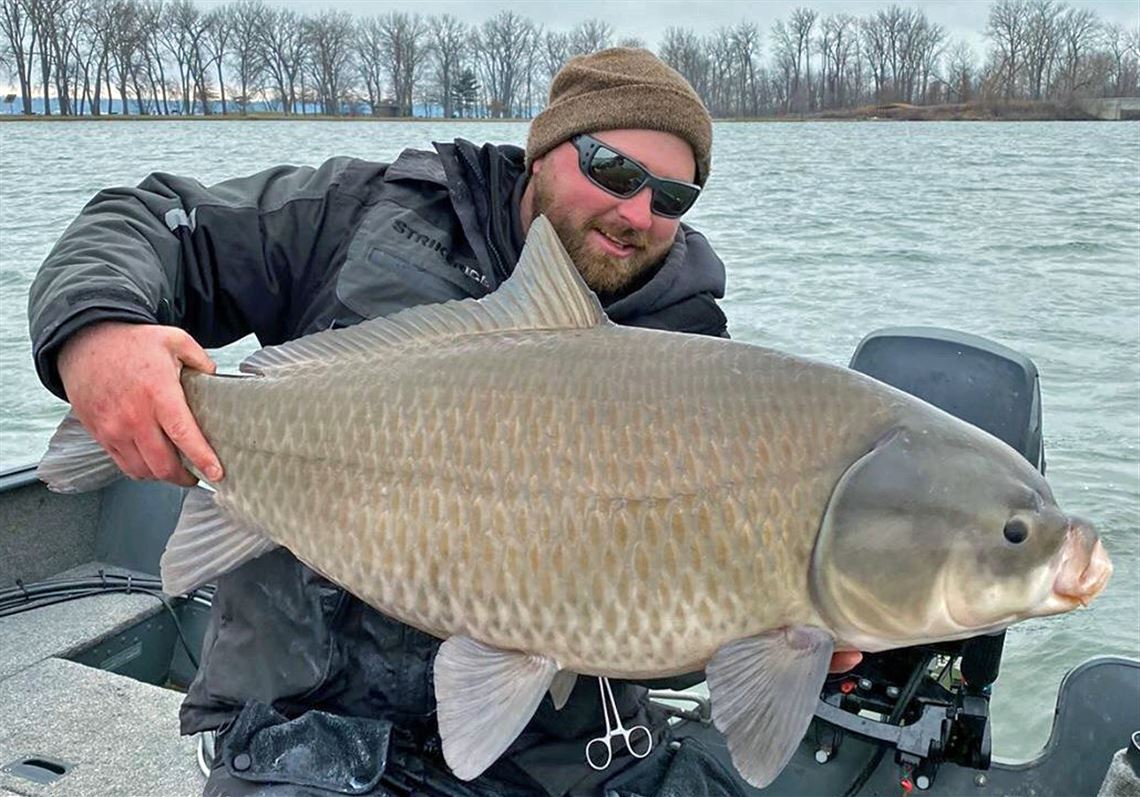 Fishing Report A Whopper Big Old And Endangered Caught In Lake Erie Pittsburgh Post Gazette