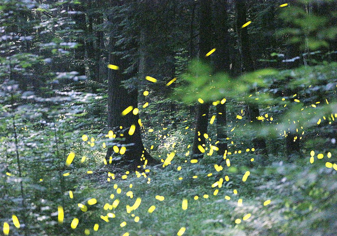 Turn your lights out this week to help save the lightning bugs | Pittsburgh  Post-Gazette
