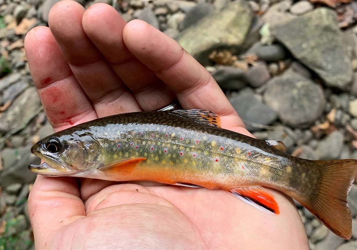 Fishing Report: Recently stocked trout caught on special