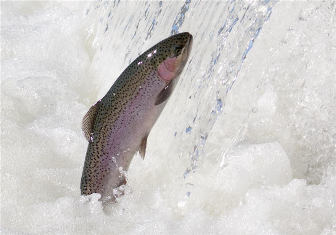 Fishing Report Trout Active As Flow Crests On Lake Erie