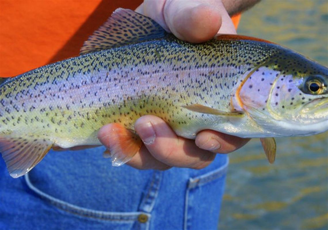 Fishing Report Large Trout Stocking Planned At North Park Lake