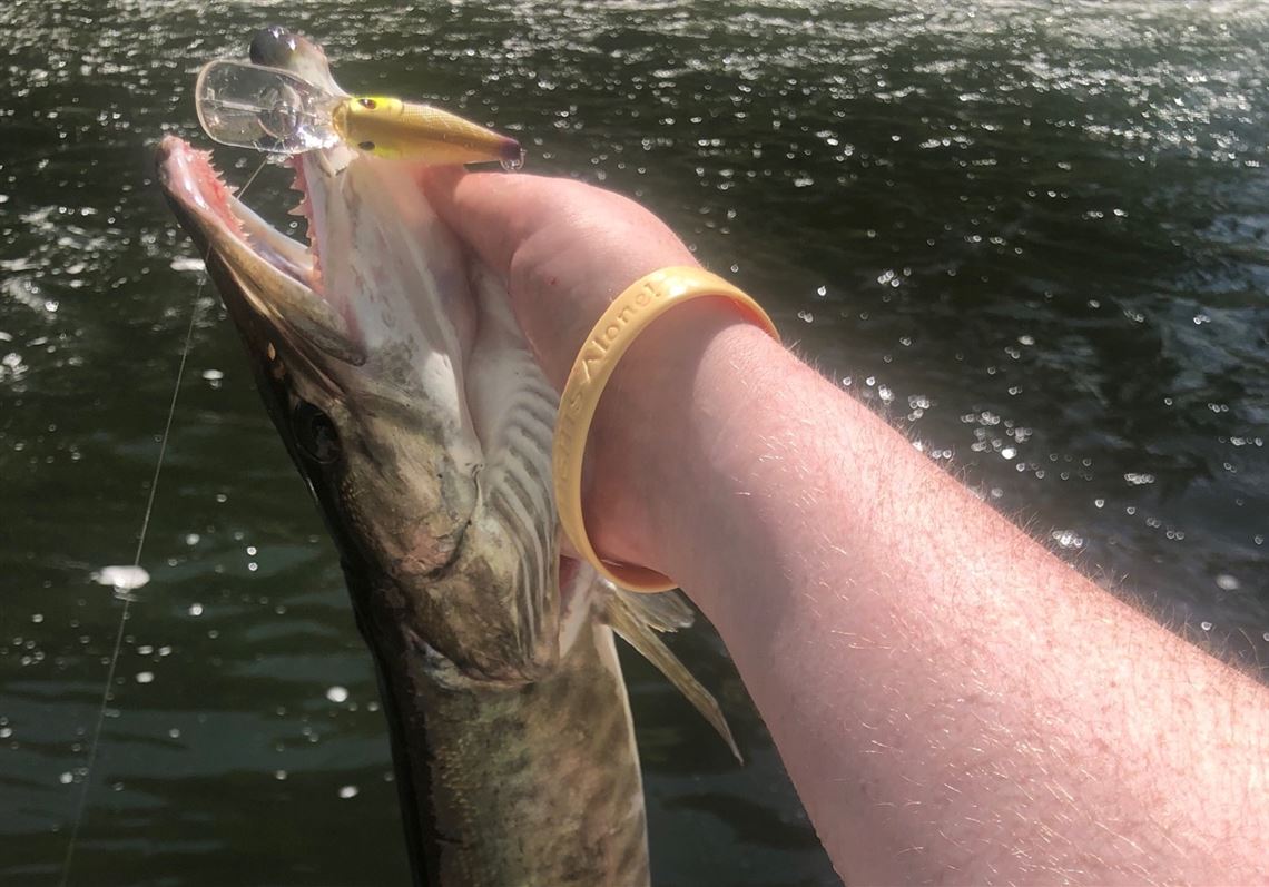 30-inch muskie hooked in Shenango River