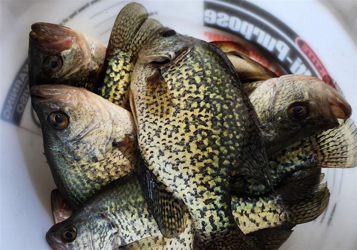 Fishing Report: Smallmouths, crappies and catfish caught in