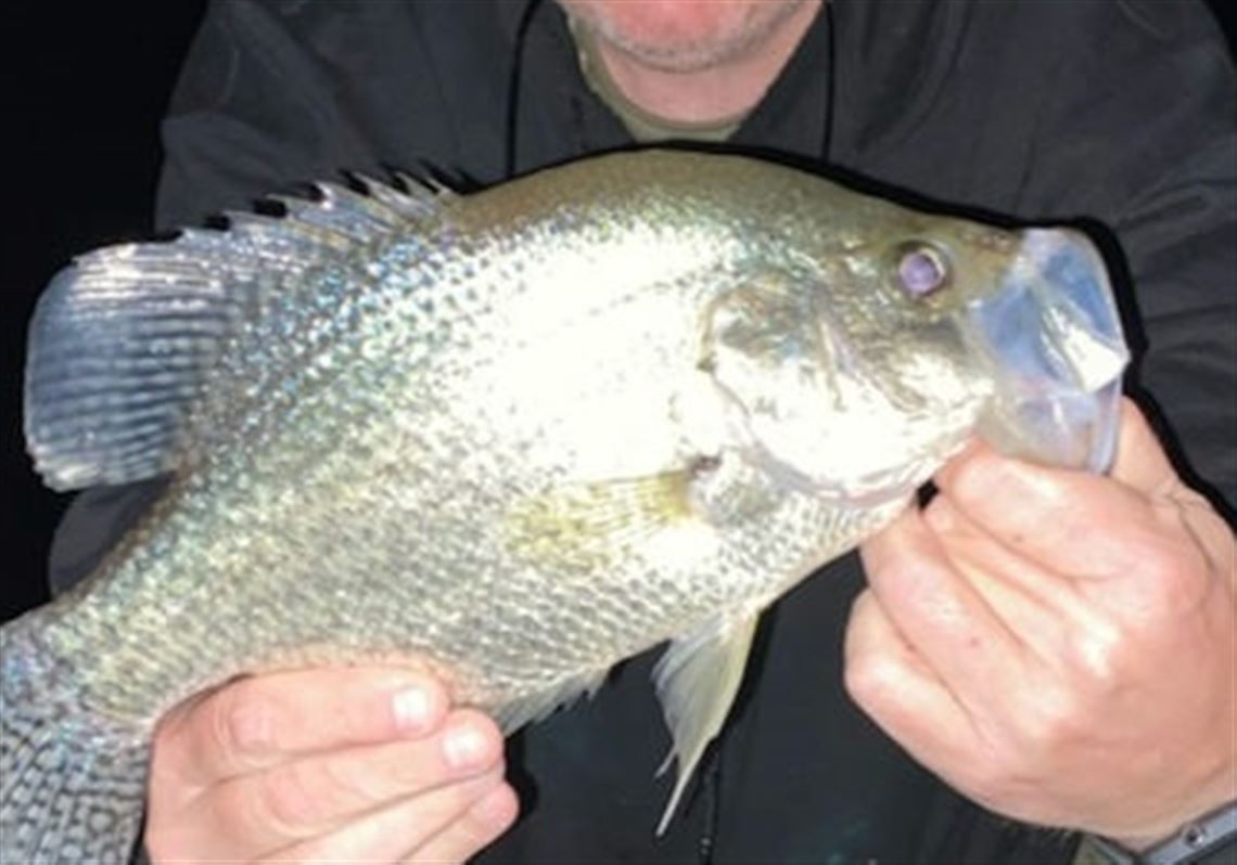 Fishing Report: Crappies caught in deep, cool water; muskie