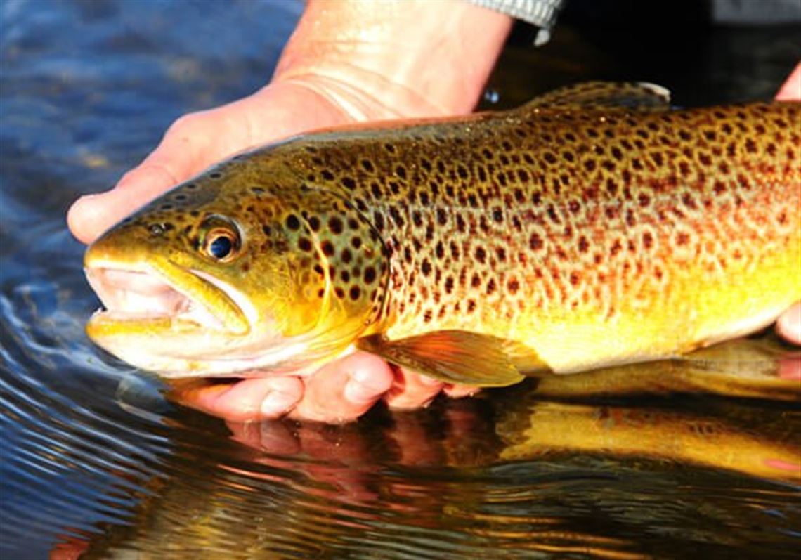 Fishing Report: Anglers wait for ice, hook steelhead in Lake Erie ...