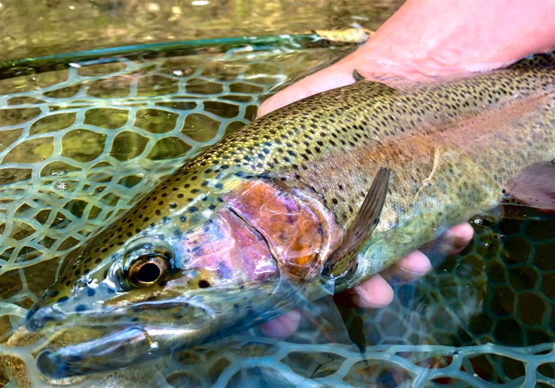 Fishing Report: Mild November weather increases angler pressure; new trout  rules