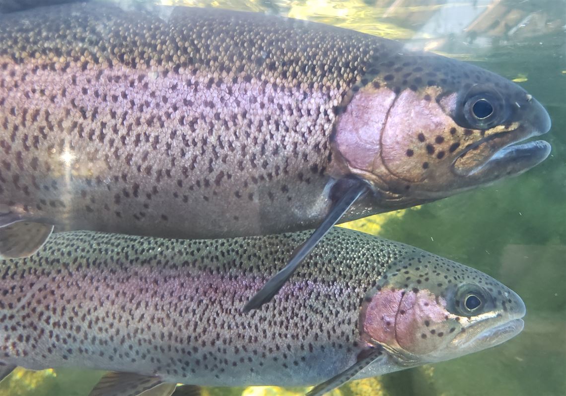 Fishing Report Rainbow Trout Stayed Deep To Avoid The Sun But A Few 