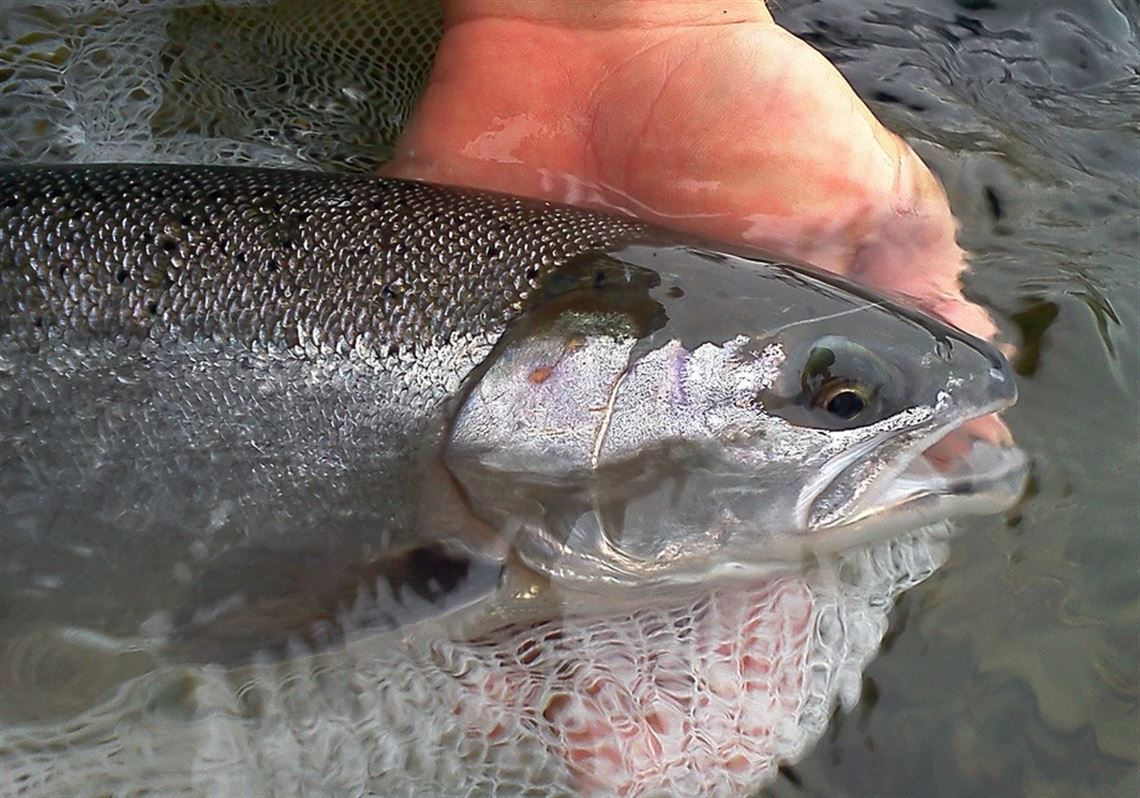 Fishing Report: Steelhead move on Walnut Creek, fish more active in cooling  water