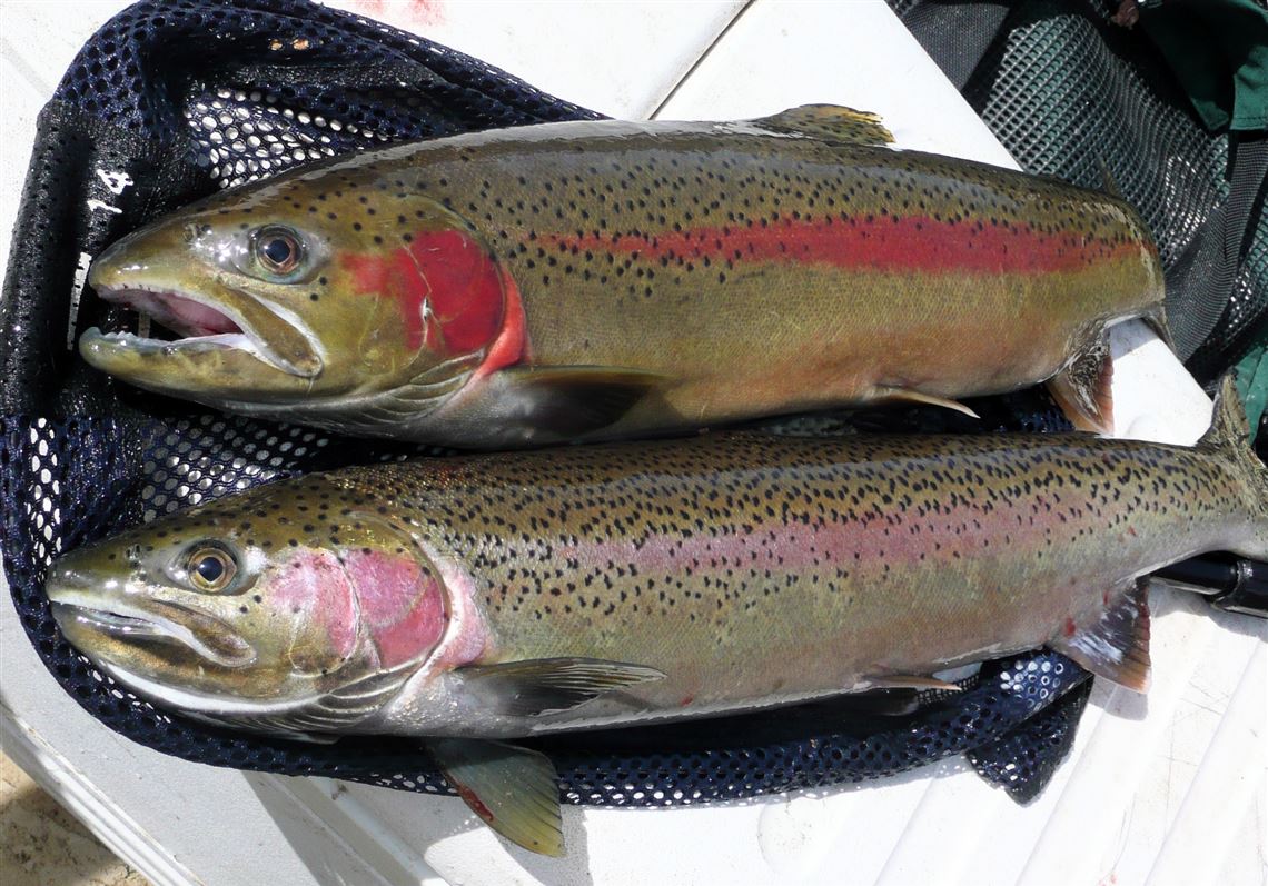 Fishing Report: Steelhead holding on Erie tribs, catfish caught on