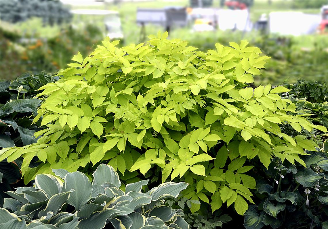 3 gold plants that glow in the shade Pittsburgh PostGazette