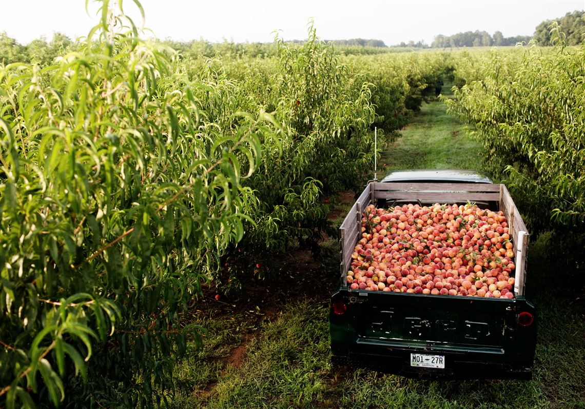 Peach Truck to roll into Pittsburgh with fresh fruits from Georgia |  Pittsburgh Post-Gazette