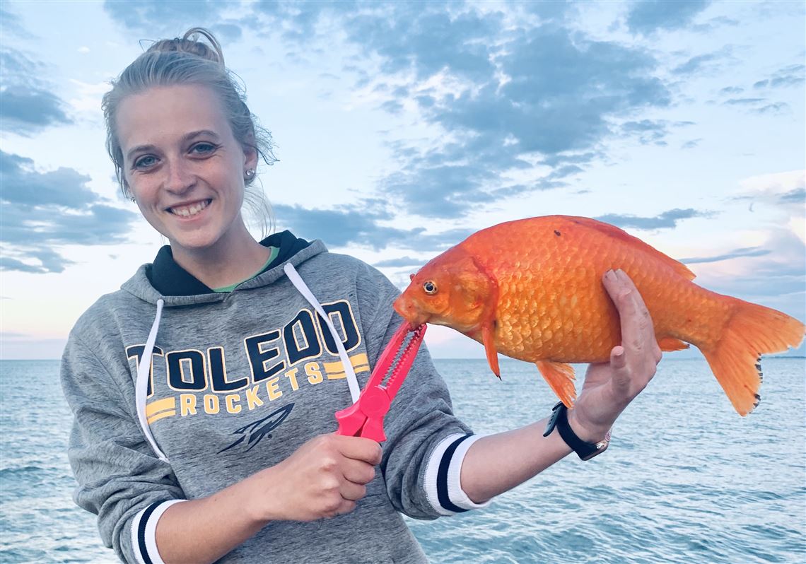 A goldfish? In Lake Erie? You betcha. And it was a big one that didn't get  away.