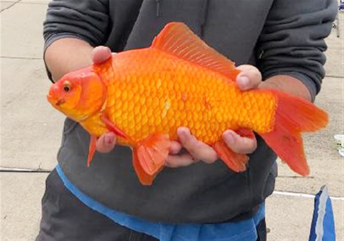 Goldfish belong in an aquarium, not in the wild