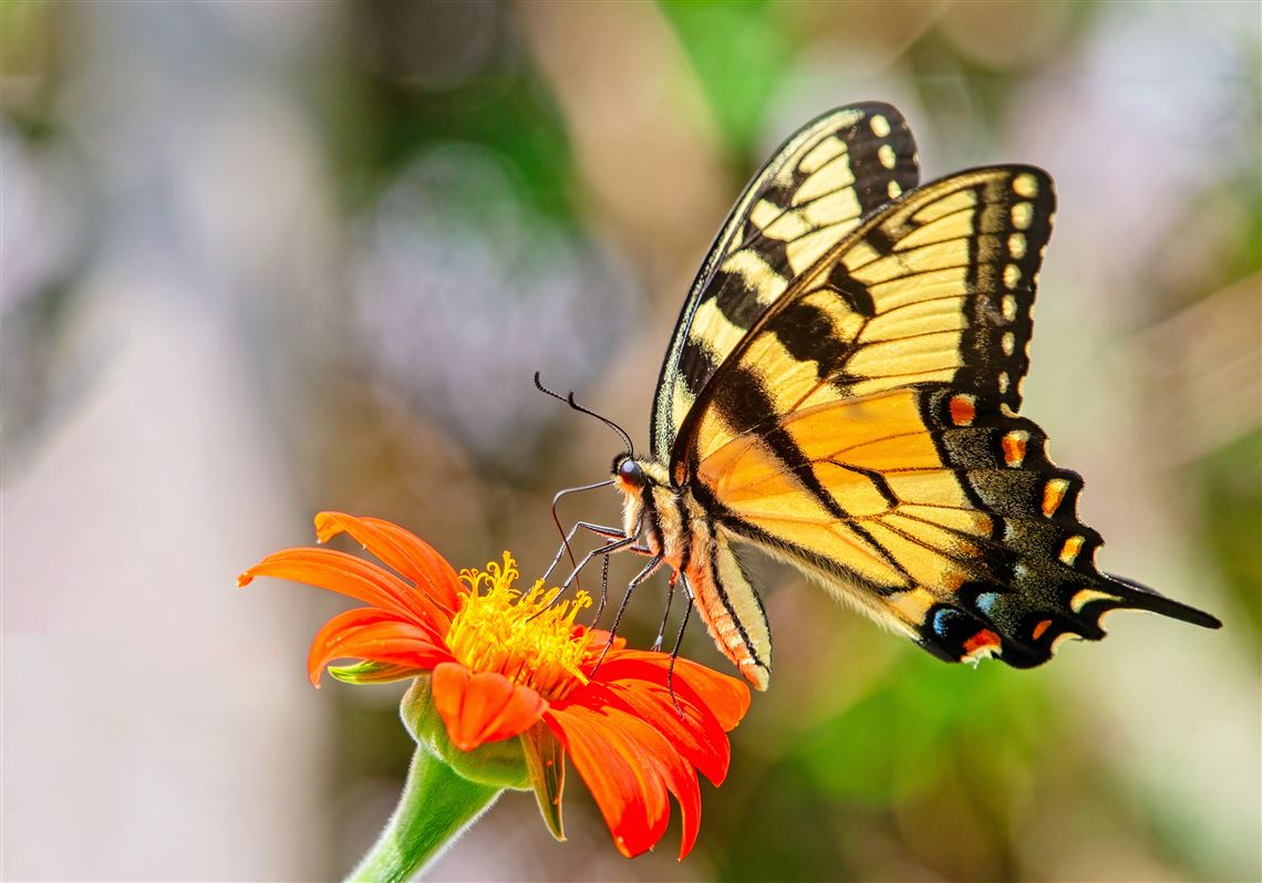 Pittsburgh's most beautiful butterflies: How, when and where to find them |  Pittsburgh Post-Gazette