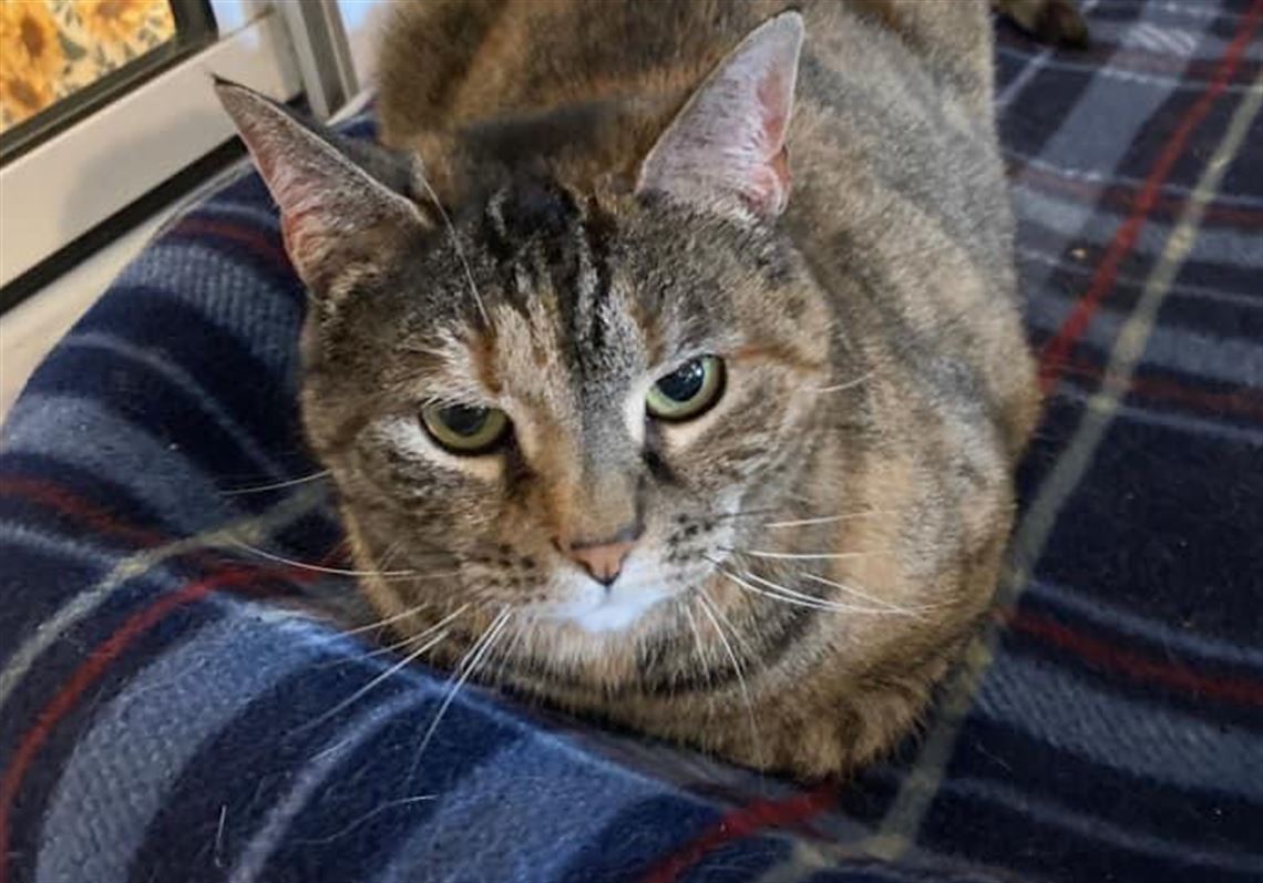 Rabbit Cat Mix