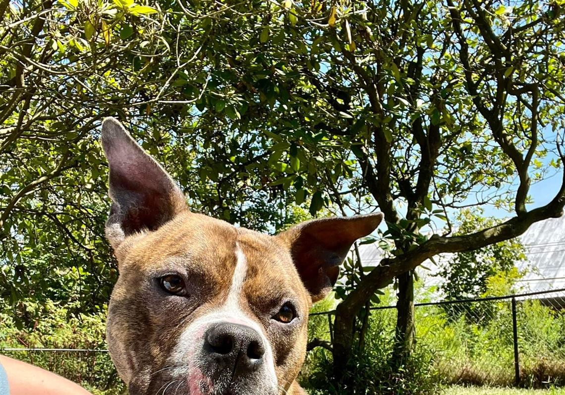 Pets for adoption in Pittsburgh looking for forever homes Pittsburgh