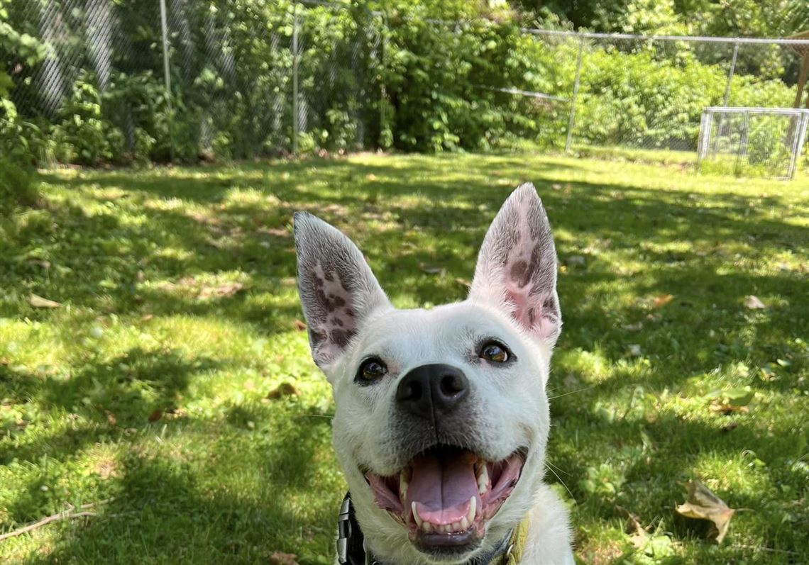 Pittsburgh animal shelters house these future pets waiting for a home