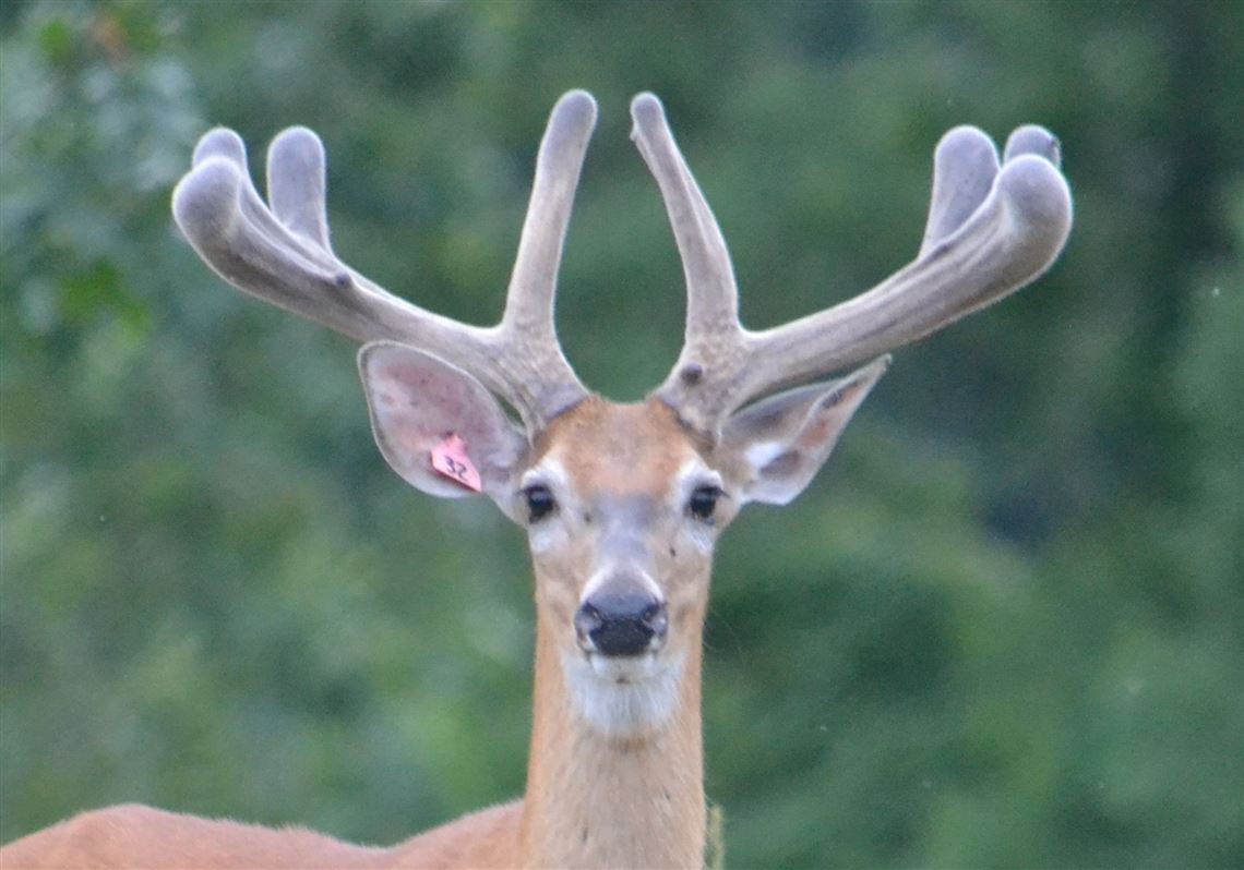 why do deer have antlers