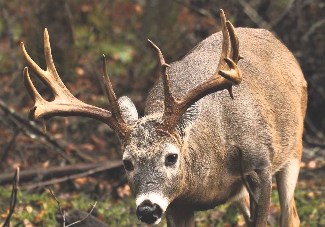 Does Anyone Really Know How Barometric Pressure Affects Deer 