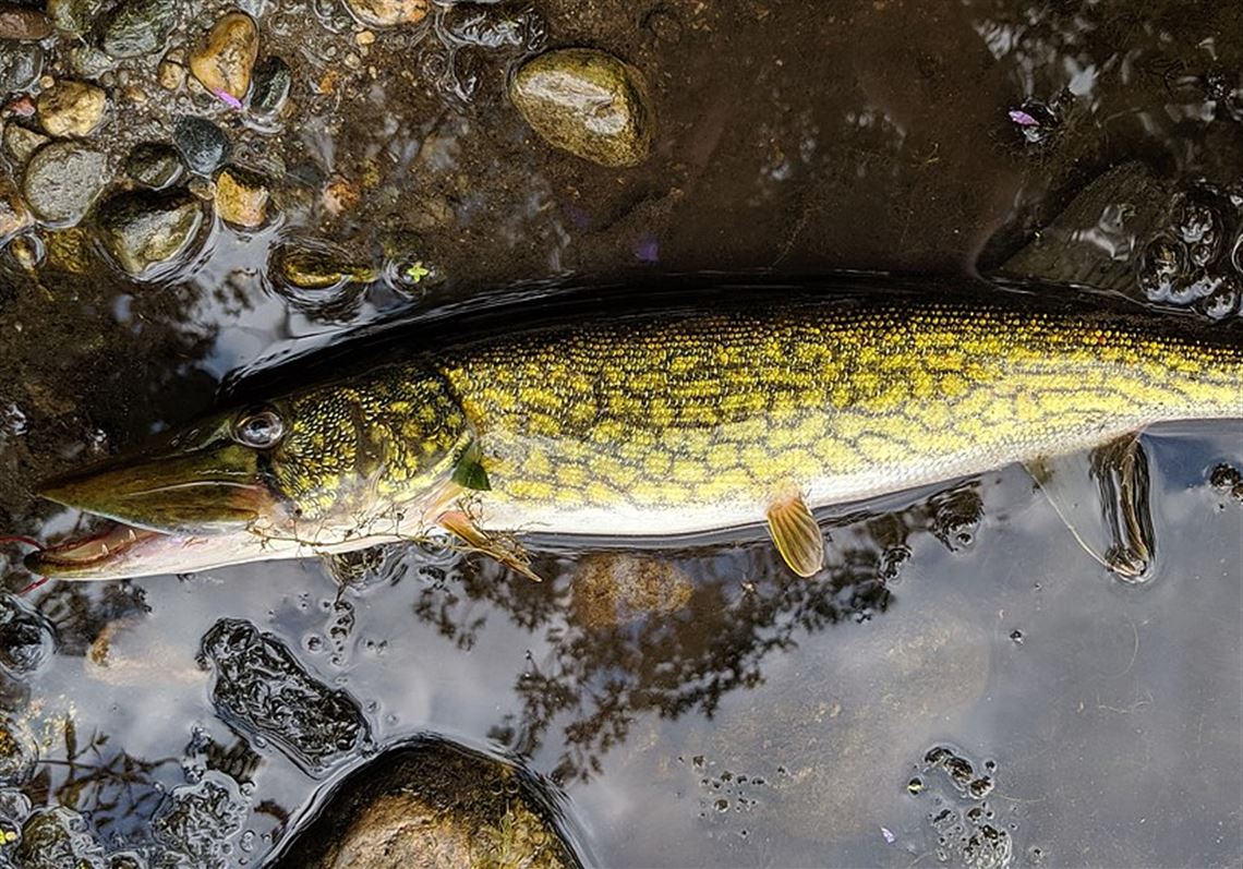 Fishing Report: Pickerel, bass, other fish pulled through solid