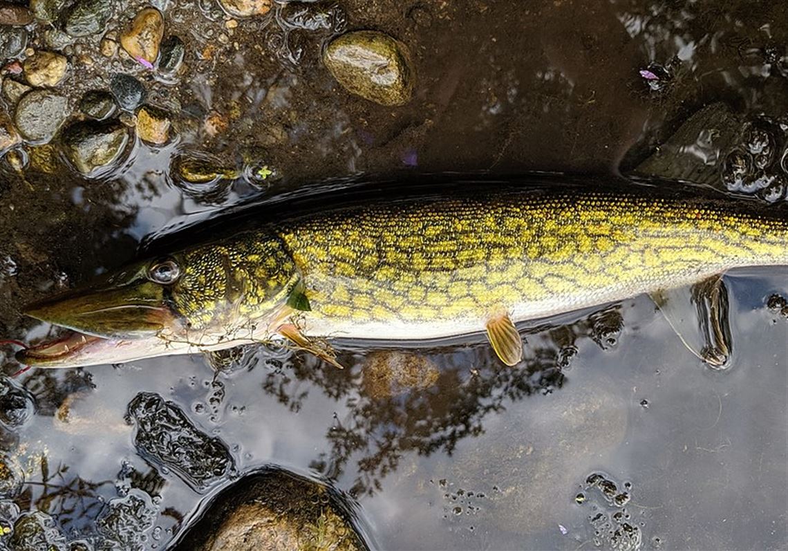 pickerel fishing lures